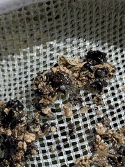 Pyrgulopsis