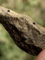 Pyrgulopsis