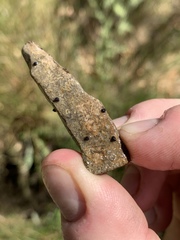 Pyrgulopsis