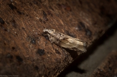 Lichenaula phloeochroa