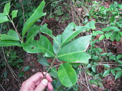 Semialarium mexicanum