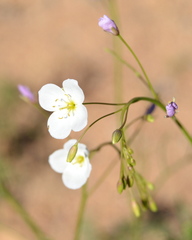 Heliophila variabilis