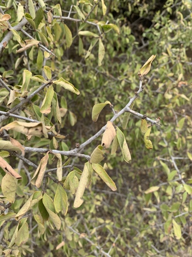 Gymnosporia putterlickioides image