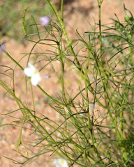 Heliophila variabilis