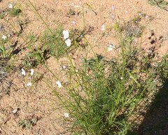 Heliophila variabilis