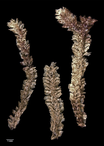 Balantiopsis verrucosa
