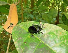 Cypherotylus ater
