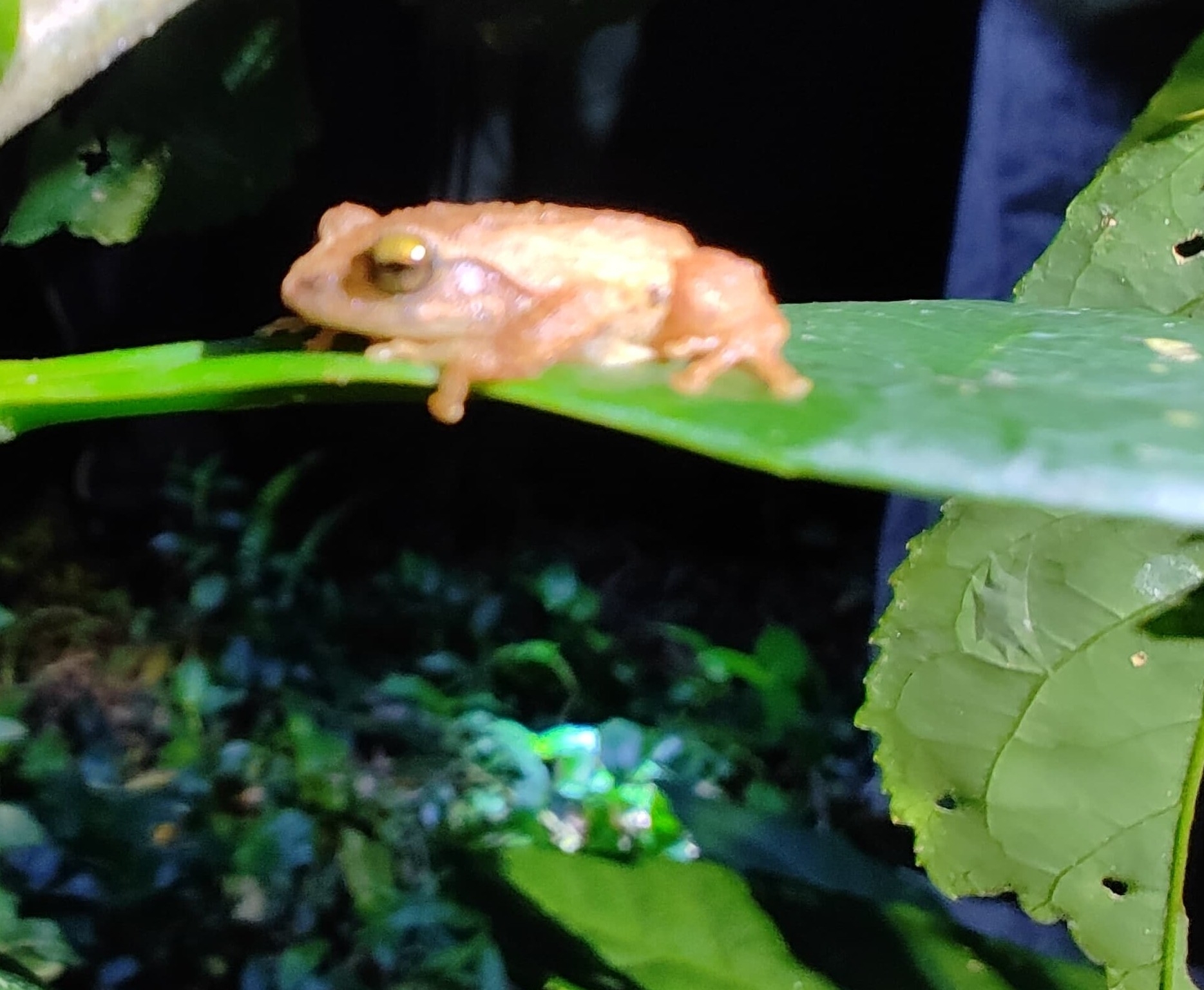 Koadaikanal Bush Frog