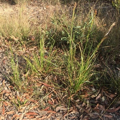 Rhynchospora brownii