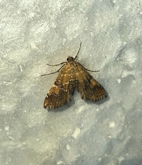 Elophila nebulosalis
