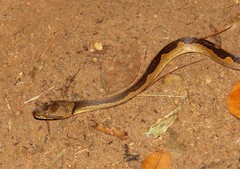 Leptodeira annulata