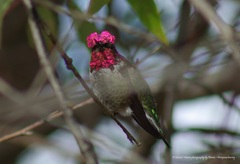 Calypte anna