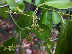 Hippocratea volubilis