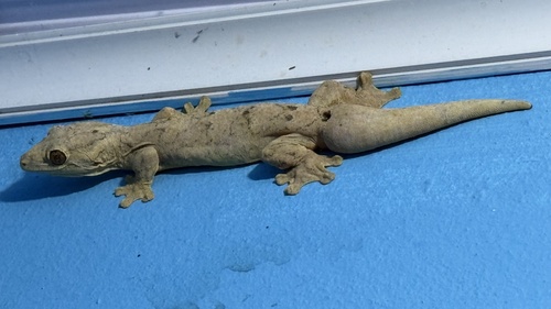 Southern Turniptail Gecko