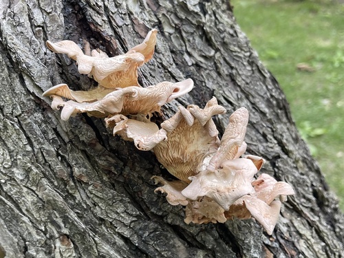 Pleurotus djamor
