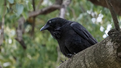 Corvus coronoides