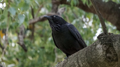 Corvus coronoides