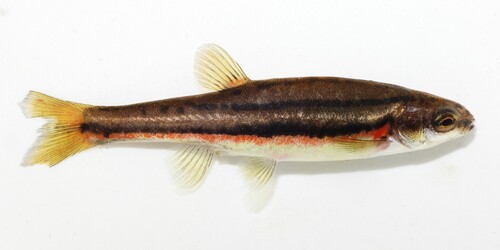Northern Redbelly Dace