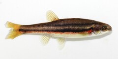 Northern Redbelly Dace photo 1