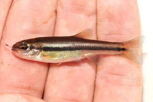 Fijnschub-elritsje (Chrosomus neogaeus) — Cyprinidae