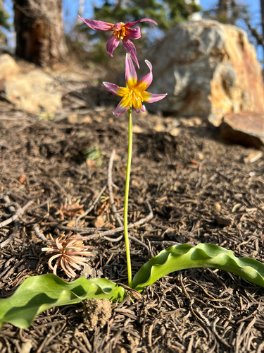 kaweah fawn lily (Erythronium pusaterii)