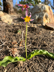 Erythronium pusaterii