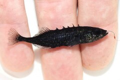 Brook Stickleback photo 4