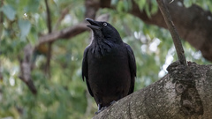 Corvus coronoides