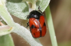 Urodera dilaticollis