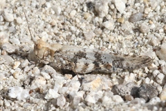 Trimerotropis cyaneipennis