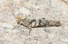 Trimerotropis cyaneipennis