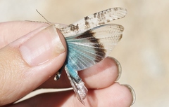 Trimerotropis cyaneipennis