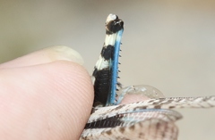 Trimerotropis cyaneipennis