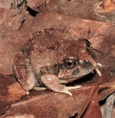 Ornate Burrowing Frog photo 4