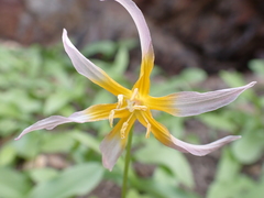 Erythronium pusaterii, photograph (c) Ryan Donnelly, some rights reserved (CC BY)