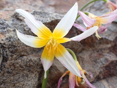Erythronium pusaterii, photograph (c) Ryan Donnelly, some rights reserved (CC BY)