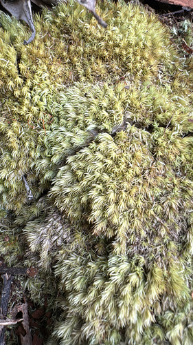 Leucobryum gracile observed 2025-06-24