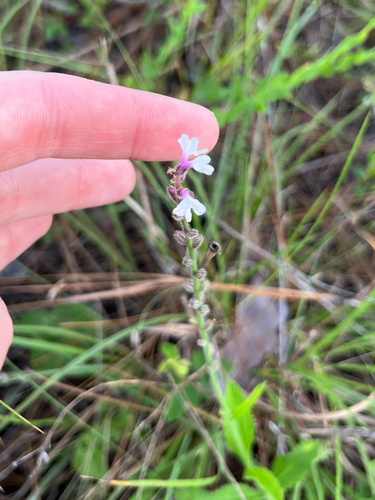 Carolina vervain (Verbena carnea)