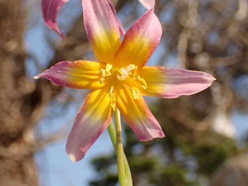 Erythronium pusaterii, photograph 5