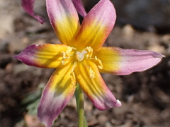 Erythronium pusaterii, photograph (c) Ryan Donnelly, some rights reserved (CC BY)