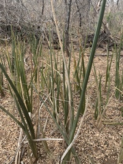 Sansevieria pearsonii