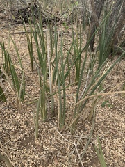 Sansevieria pearsonii