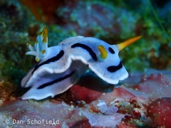 Chromodoris alcalai