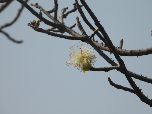 Bombax anceps (Bombax anceps)