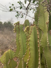 Euphorbia cooperi var. cooperi image