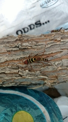 Neoclytus acuminatus acuminatus