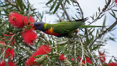 Trichoglossus moluccanus