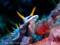 Chromodoris alcalai