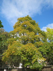 Acer platanoides