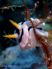 Chromodoris alcalai